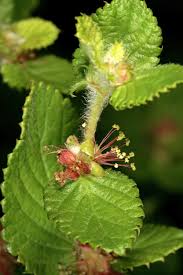 Image result for Cliffortia