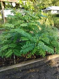 Image result for Indigofera dyeri