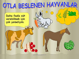 Canlilar Nasil Beslenir Ppt Indir