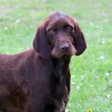 These are obviously two different mixes of dogs that make for a unique hybrid. Presenting The Pudelpointer The Best Hunting Dog Around Animalso