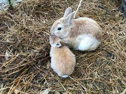 Before hand over the orphaned baby bunny to the wildlife rehabber, you should take care of the orphaned baby bunny. How To Take Care Of A Baby Rabbit Other People S Pets