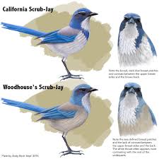 California And Woodhouses Scrub Jay Identification Surfbirds