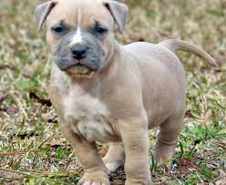 Fawn Pit Bull Pictures Good Pit Bulls