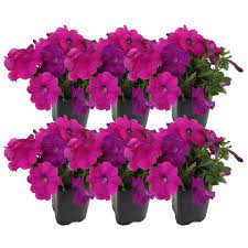 Costa Farms 1 Pt Purple Petunia Flowers In Grower S Pot 6 Pack 1ptpurpet6pk The Home Depot In 2020 Container Gardening Flowers Purple Petunias Petunia Plant