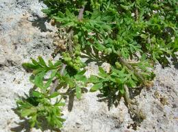 Image result for Coronopus didymus