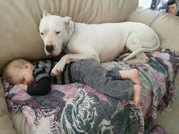 Bodyguard Dogs And Kids Baby Dogs Dog Argentino
