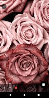 Rose gold theme is designed for elegant girls who love rose gold phone, with this theme, you can turn your android phone into a beautiful gold rose phone, with hollow fashion design. Rose Gold Wallpapers For Android Apk Download
