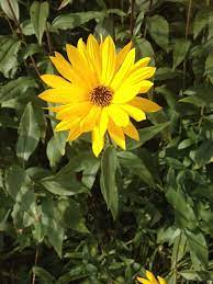 Sunflower Family Compositae 950 Genera And 20 000 Species Of Predominantly Non Woody Plants Native Mostly To Temperate Regi Plants Sunflower Family Species