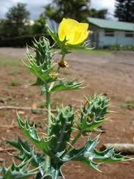 Image result for Argemone mexicana