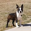 Auch mit der ähnlich aussehenden französischen bulldogge ist der boston terrier verwandt. 3