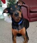 Doberman Pitbull Mix - The Best Of Both Worlds?