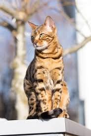 At what age do cats stop growing? What Age Does A Bengal Cat Stop Growing Life Stages Faqcats Com