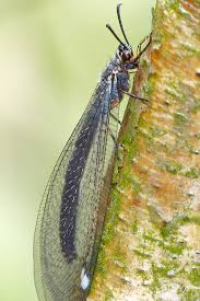 Ameisen mit flügel in der wohnung. Der Ameisenlowe Nabu