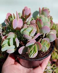 Image result for Kalanchoe rotundifolia