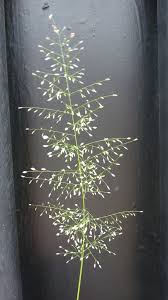 Image result for Eragrostis patens