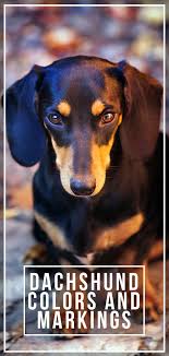 Dachshund Colors And Markings Explore The Range Of