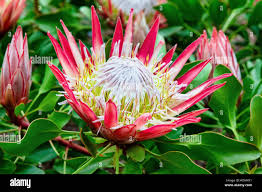 Image result for Protea rupestris