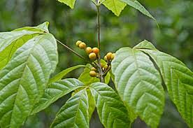 Image result for Allophylus abyssinicus