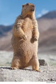 Feb 2013 A Home Under The Ground Preschool Groundhog Groundhog Day Groundhog