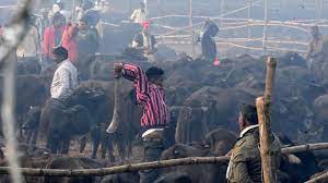 Gadhimai Hindu Festival World S Largest Animal Sacrifice Under Way In Defiance Of Ban The Independent The Independent