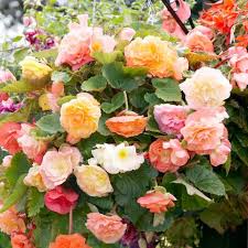 The water hyssop plant also works fantastically in hanging baskets, since the flowers themselves hang down from long vines. 8 Best Hanging Basket Plants Hanging Basket Flowers