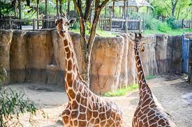 Giraffes Dallas Zoo Dallas Zoo Giraffe Zoo