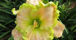 Lewis Daylily Garden: A visit with my friend, Bill Waldrop