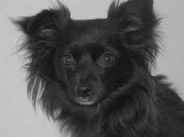 Black Long Haired Chihuahua Long Haired Chihuahua Chihuahua Black Chihuahua