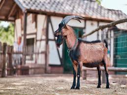 Fc köln wird die randale in gladbach teuer bezahlen. Maskottchen Wechsel Beim 1 Fc Koln Hennes Ix Ist Der Neue Geissbock