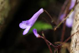 Image result for Streptocarpus montis-bingae