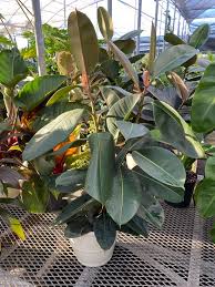 Image result for Ficus elastica
