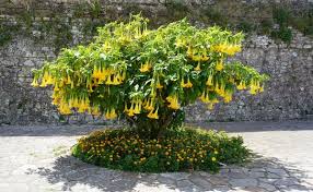 Image result for Brugmansia aurea