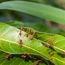 Most ants are opportunistic feeders and can eat just about anything, but there are 10,000+ types of ants, and not all species eat the same stuff. Garden How To Deal With Ants In Your Plants Press Enterprise