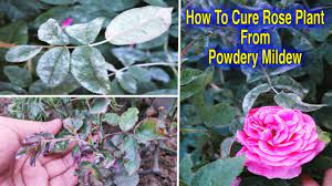 We did not find results for: How To Save Rose Plants From Powdery Mildew Disease L Fungal Infection On Rose Plant L Rose Plants Youtube