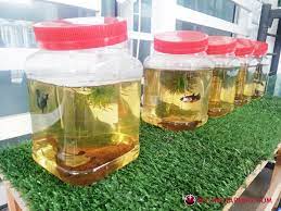 Anak nakal bercinta sama bapak tiri. Cara Dan Tips Anak Ikan Betta Fry Supaya Cepat Besar Some Bullet For Your Head
