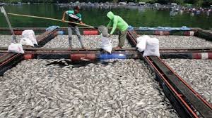Salah satu cara yang digambarkan di video itu menggunakan alat yang biasa digunakan atau dipasang di akuarium atau kolam ikan, yang disebut . 15 Cara Mengatasi Ikan Kekurangan Oksigen Arenahewan Com
