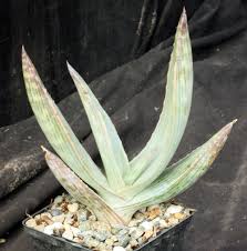 Image result for Aloe suffulta