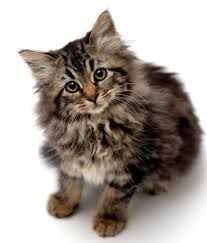 This Is A Long Hair Tabby Kitten Named Ginny By Josh Norem Russische Blaue Katzchen Katzen Draussen Blaue Katzen