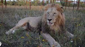 Selfi S Caryom Zverej Lion Lions Animals