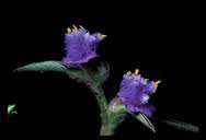 Image result for Cyanotis foecunda