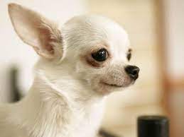 Chihuahua Android Iphone Desktop Hd Backgrounds Wallpapers 1080p 4k 103607 Hdwallpapers Androidwallpapers Ip Chihuahua Puppies Chihuahua Puppies