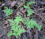 Image result for Anemia angolensis