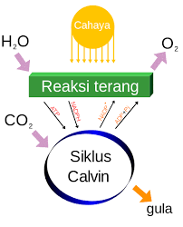 Berapa pasang elektron yg digunakan bersama pada masing² molekul tsb Fotosintesis Wikiwand