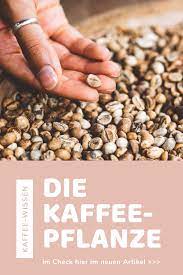 Die Kaffeepflanze Im Check Kaffeepflanze Birnen Bohnen Und Speck Kaffee