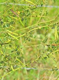 Image result for Aeschynomene indica