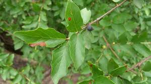 Image result for Feretia