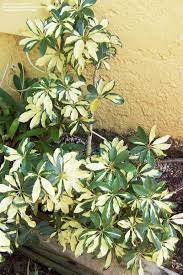 Schefflera Arboricola Trinette Schefflera Flowering House Plants Floating Plants