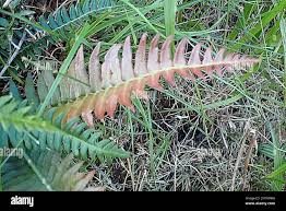 Image result for Blechnum punctulatum
