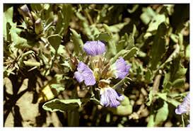 Image result for Blepharis maderaspatensis