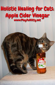 Holistic Healing For Cats Apple Cider Vinegar Playful Kitty Apple Cider Apple Cider Vinegar Cat Remedies